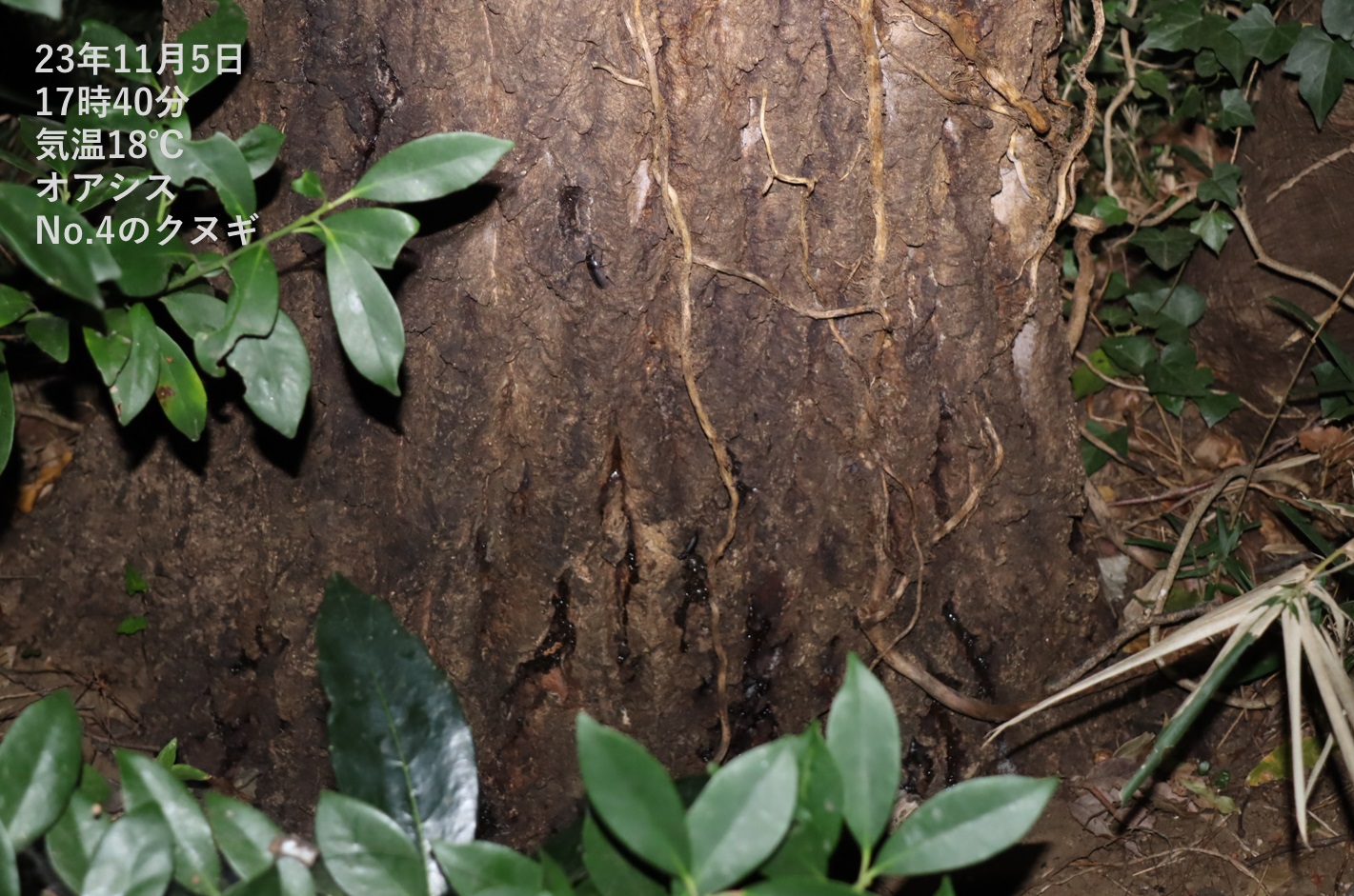 コクワガタ♀（遠景）_No.4のクヌギ_クワガタ達のオアシス_2023年11月5日17時40分 気温18度